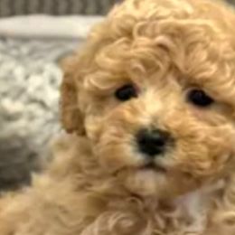 Bichon Frises, Maltipoos, Shichons, and Shih Tzus from IDREAMOFPUPPIES