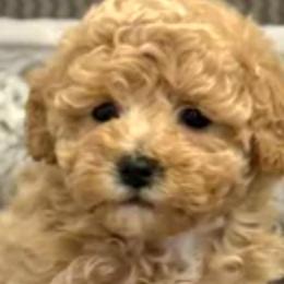 Bichon Frises, Maltipoos, Shichons, and Shih Tzus from IDREAMOFPUPPIES