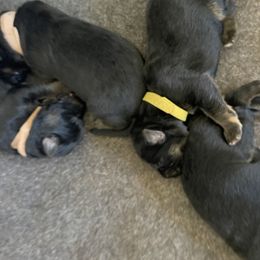 German Shepherd Puppies from Oahu German Shepherds