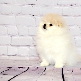 Pomeranian Puppies from Royal_poms