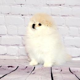 Pomeranian Puppies from Royal_poms