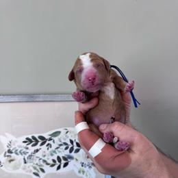 Reese - Red male Bernedoodle puppy in Annandale, New Jersey from KN Mini Goldendoodles
