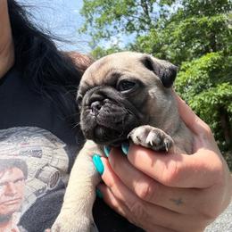 Alice - Fawn female Pug puppy in Milam, West Virginia from Vaubel Country Pugs