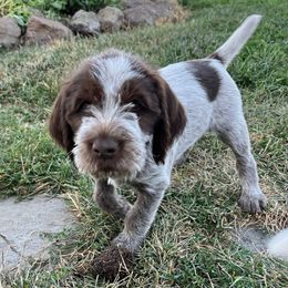 Triple Blue Striker-Franklin - Brown and gray male Wirehaired Pointing Griffon puppy in Grangeville, Idaho from Happy Hollow Griffons