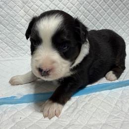 Girl 1 - Black tri female Miniature Australian Shepherd puppy in Olean, New York from Windy River Mini Aussie