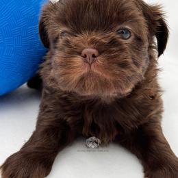 Dunkin - Liver male Shih Tzu puppy in Fairland, Indiana from Divine Shih Tzu of Fairland