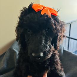 Orange - Black female Poodle puppy in Danville, Indiana from Traci's Poodles