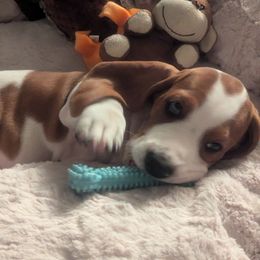 Basset Hound Puppies from Howlin Hounds