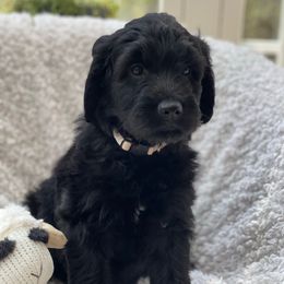 Millie - Black female Goldendoodle puppy in Rocky Point, North Carolina from CelticDoods