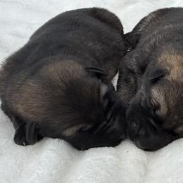 Royal - Sable male German Shepherd puppy in Buffalo, West Virginia from Z Tykev Vino LLC