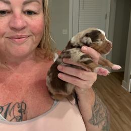 Poppy - Red merle female Miniature Australian Shepherd puppy in Pinnacle, North Carolina from Higher Elevations Mini Aussies