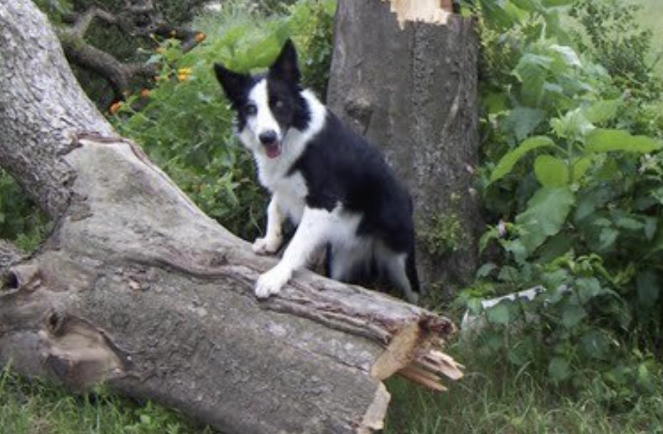 25 cute Border Collie puppies for sale in San Antonio, Texas