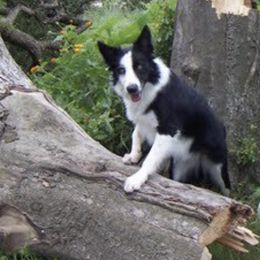Border Collies from H Bar