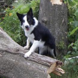 Border Collies from H Bar