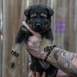 Purple Collar Girl - Sable female German Shepherd puppy in Universal City, Texas from Jaxinhaus German Shepherds