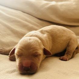 Boy 2 - Light golden male Golden Retriever puppy in Scio, Oregon from Stackhouse Family Farm