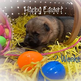 German Shepherd Puppies from Stonewick German Shepherds