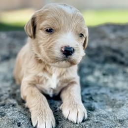 Ida (Idaho) - Apricot female Goldendoodle puppy in Twin Falls, Idaho from Magic Valley Family Doodles