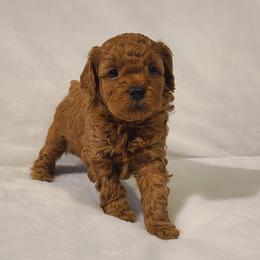 Poodle Puppies from Carolina Poodle Palace