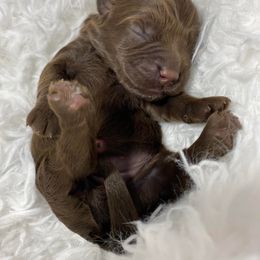 "Star Wars- Rey- Female- 7oz " Cavapoo and Cockapoo Puppies from Faith, Hope, and Doodles