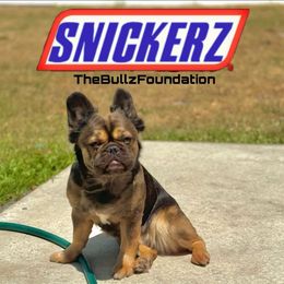 Snickerz - French Bulldog