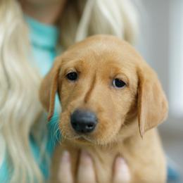 Callahan - Yellow male Labrador Retriever puppy in Allons, Tennessee from UC Labradors LLC