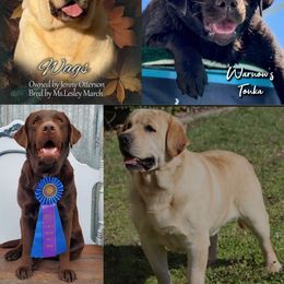 Tonka - Labrador Retriever