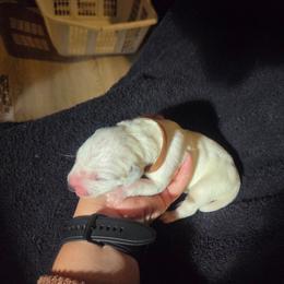 Rolly- Brown - White and black male Dalmatian puppy in Palmer, Massachusetts from Delaney's Dalmatians 2