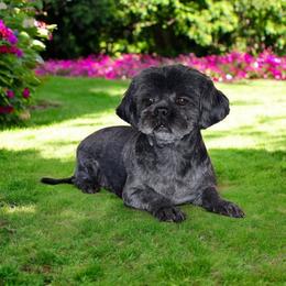 Mary - Shih Tzu