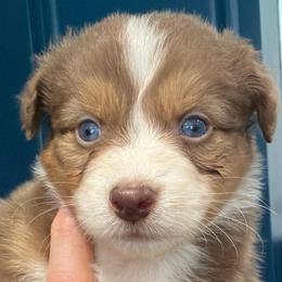Basil - Red tri-color male Australian Shepherd puppy in Hemet, California from Perfect Companion Aussie's