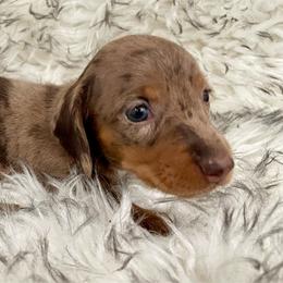 Doe - Chocolate and cream female Dachshund puppy in Granbury, Texas from Bluebonnet Dachshund, LLC