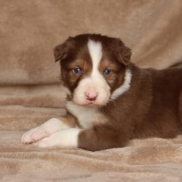 Duran - AKC Reg - Red male Border Collie puppy in Courtland, Alabama from C Bar C Ranch Border Collies