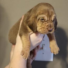 Boy 7 - Liver and tan male Bloodhound puppy in Franklin, Indiana from K Creek Farms