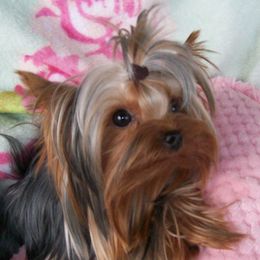 Zoe - Yorkshire Terrier