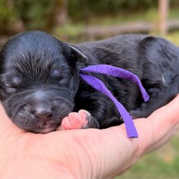 Morticia - Black and white female Aussiedoodle puppy in Mulino, Oregon from Korbella Farm