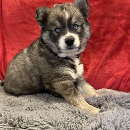Kuaui - Agouti and white female Siberian Husky puppy in Sherwood, Oregon from Whiskey River Siberians