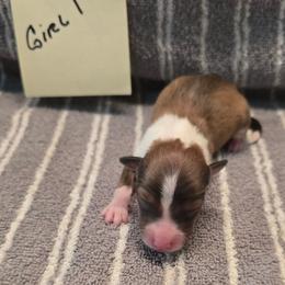 Biscuit g1 - White and sable female Shetland Sheepdog puppy in Caldwell, Texas from Candyce Witte