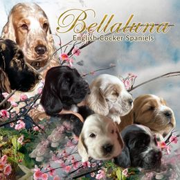 English Cocker Spaniel puppies from Bellaluna English Cockers