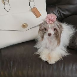 Nutella Long Star Angel - White and chocolate female Chinese Crested puppy in Amarillo, Texas from Victoria's Chinese Cresteds Long Star Angels
