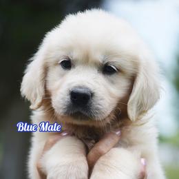 Fritter - Light golden male Golden Retriever puppy in Hagerstown, Maryland from Pinewood Acres Goldens