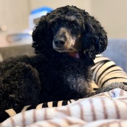 Cleo - Phantom female Poodle puppy in Rock Island, Oklahoma from Virelle Poodles