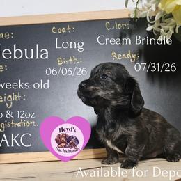 Nebula - Brindle female Dachshund puppy in Hoquiam, Washington from Heyd's Mini Dachshunds