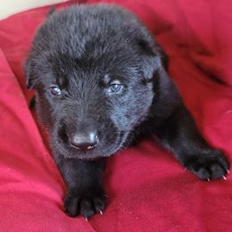 Boy 5 Black collar - German Shepherd puppy from Sunset Ranch and Kennel