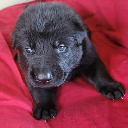 Boy 5 Black collar - German Shepherd puppy from Sunset Ranch and Kennel