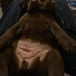 Dilute Retriever and Labrador Retriever Puppies from Moran’s Lab’s