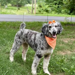 Sheepadoodle puppies from Smokey Mountain Sheepadoodles