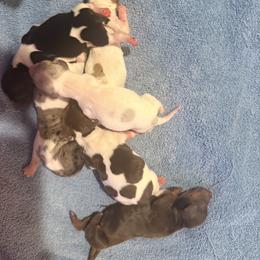 Dachshund Puppies from Doodle Bugs Doxies