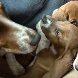 Basset Hounds from Fawn's Bassetts
