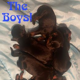 Rottweiler Puppies from Hale Haus Rottweilers