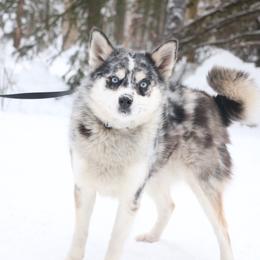 Cali - Pomsky